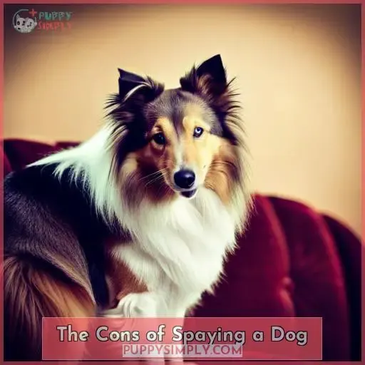 The Cons of Spaying a Dog