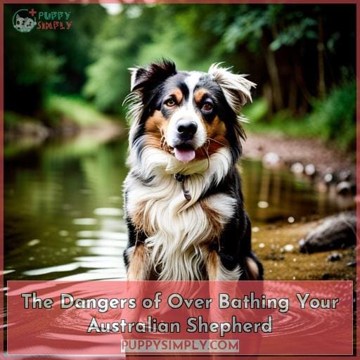 The Dangers of Over Bathing Your Australian Shepherd