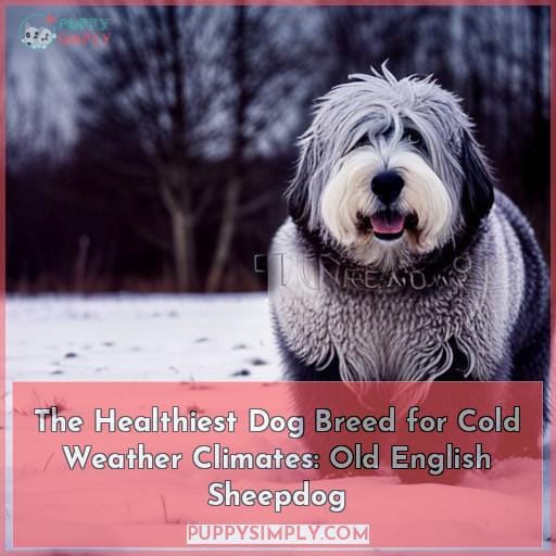 The Healthiest Dog Breed for Cold Weather Climates: Old English Sheepdog