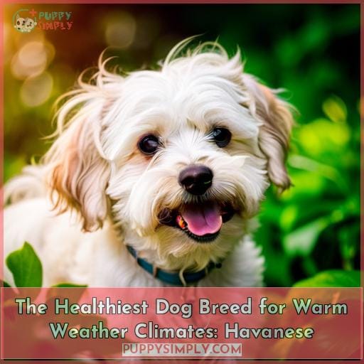 The Healthiest Dog Breed for Warm Weather Climates: Havanese