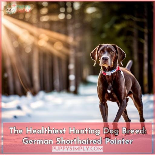 The Healthiest Hunting Dog Breed: German Shorthaired Pointer