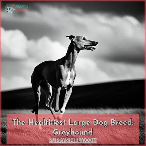 The Healthiest Large Dog Breed: Greyhound