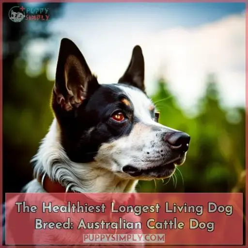 The Healthiest Longest Living Dog Breed: Australian Cattle Dog