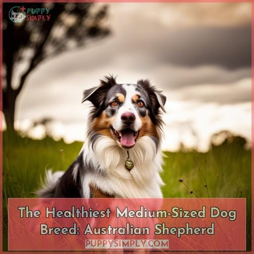 The Healthiest Medium-Sized Dog Breed: Australian Shepherd