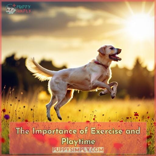The Importance of Exercise and Playtime