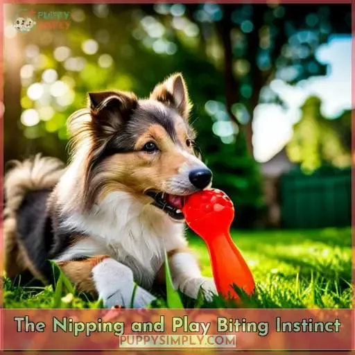 The Nipping and Play Biting Instinct