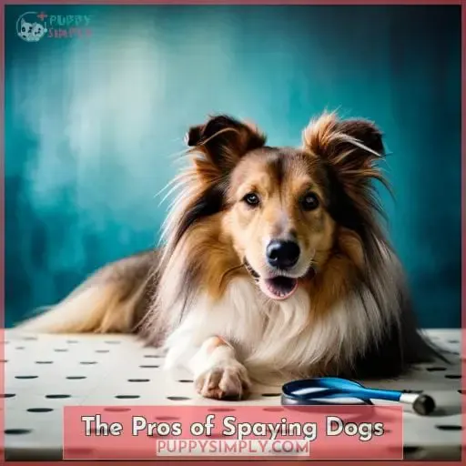 The Pros of Spaying Dogs