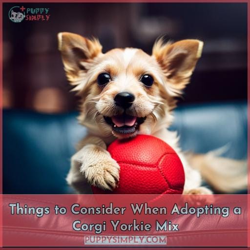 Things to Consider When Adopting a Corgi Yorkie Mix