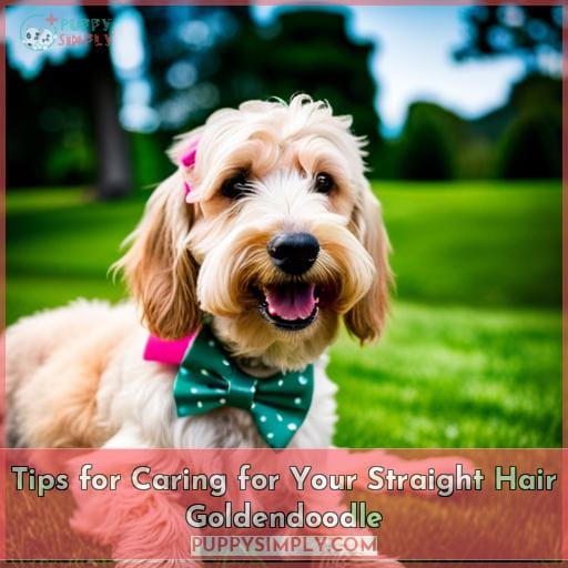 Tips for Caring for Your Straight Hair Goldendoodle