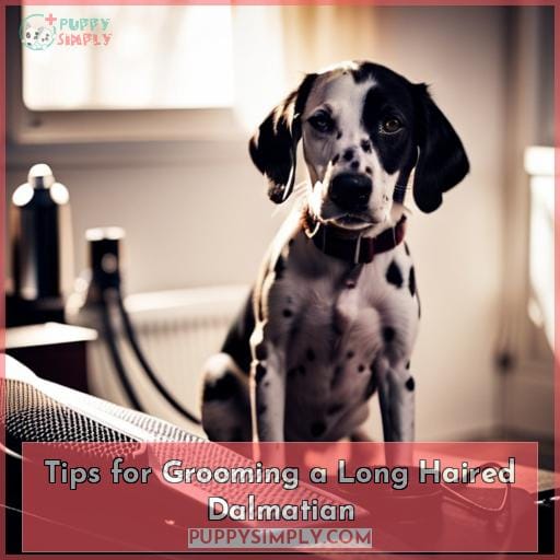 Tips for Grooming a Long Haired Dalmatian