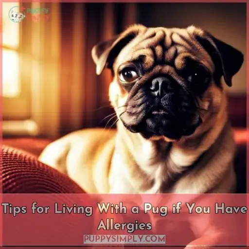 Tips for Living With a Pug if You Have Allergies