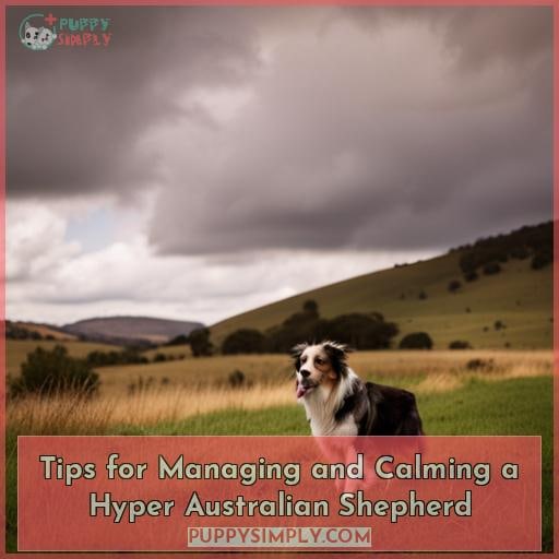 Tips for Managing and Calming a Hyper Australian Shepherd