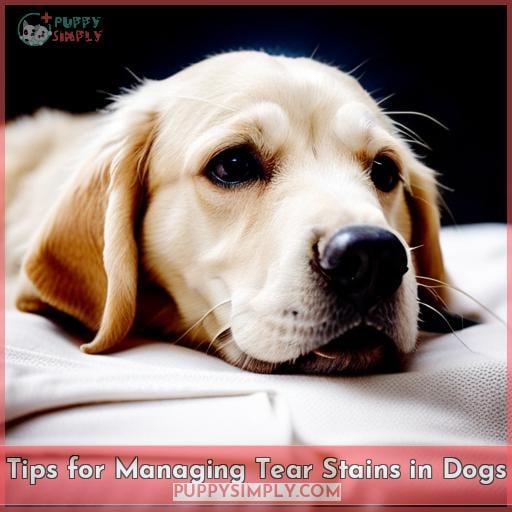 Tips for Managing Tear Stains in Dogs