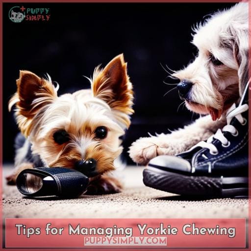 Tips for Managing Yorkie Chewing