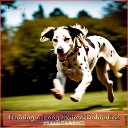 Training a Long Haired Dalmatian
