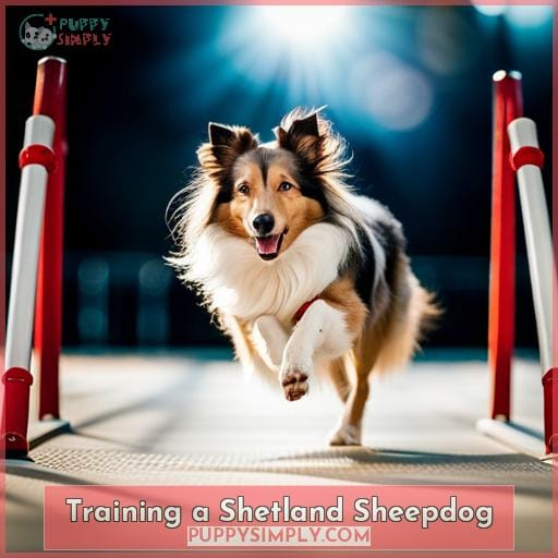 Training a Shetland Sheepdog