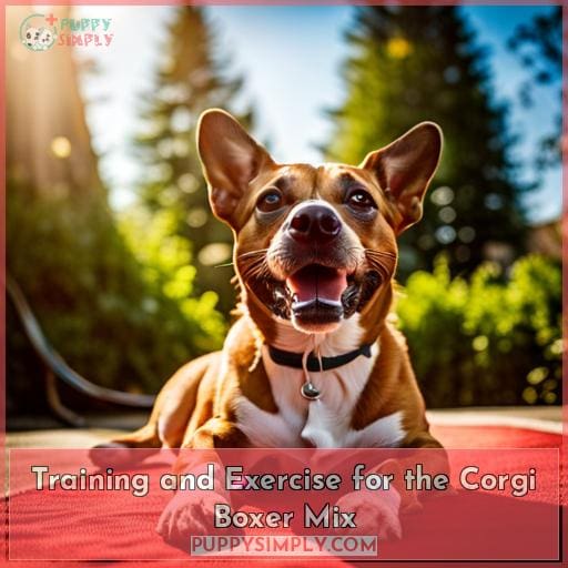 Training and Exercise for the Corgi Boxer Mix