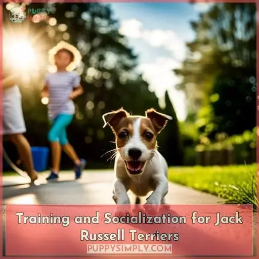 Training and Socialization for Jack Russell Terriers