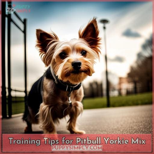 Training Tips for Pitbull Yorkie Mix