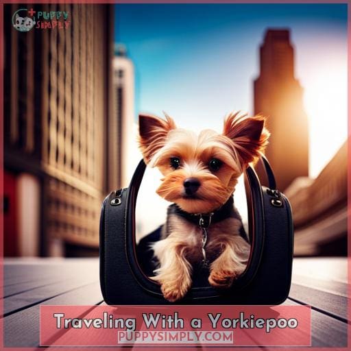 Traveling With a Yorkiepoo