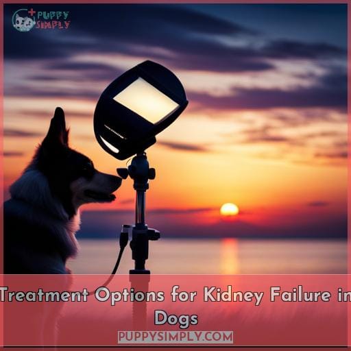 Treatment Options for Kidney Failure in Dogs