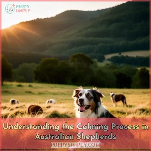 Understanding the Calming Process in Australian Shepherds