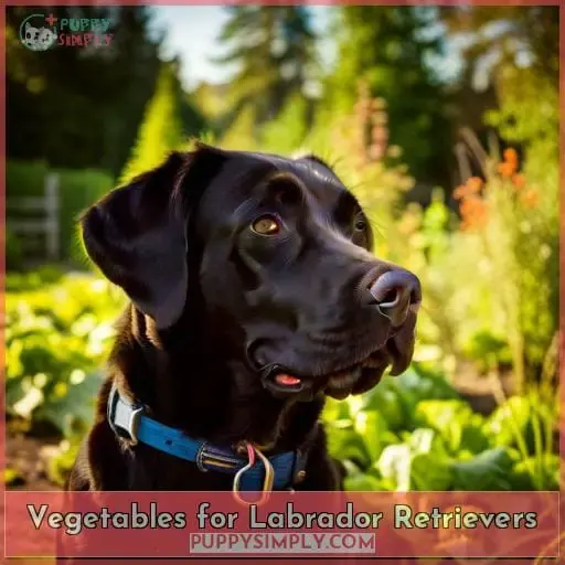 Vegetables for Labrador Retrievers
