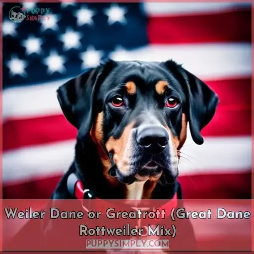 Weiler Dane or Greatrott (Great Dane Rottweiler Mix)