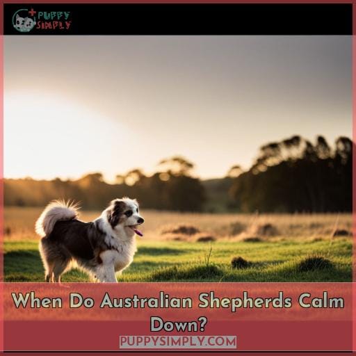 How to Best Take Care of Your Australian Shepherd – Daily Sundial