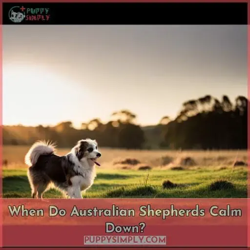 what age do australian shepherds naturally calm down