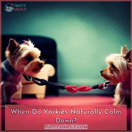 what age do yorkies naturally calm down