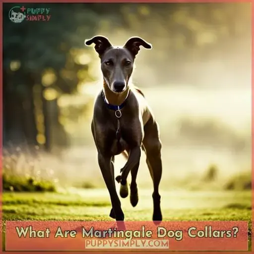 What Are Martingale Dog Collars
