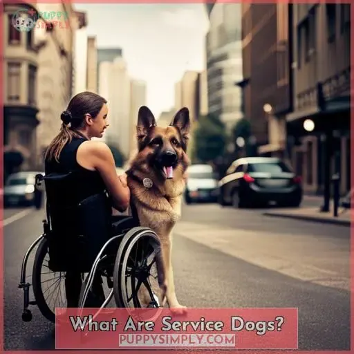 What Are Service Dogs
