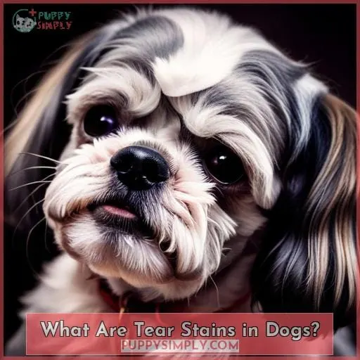 What Are Tear Stains in Dogs