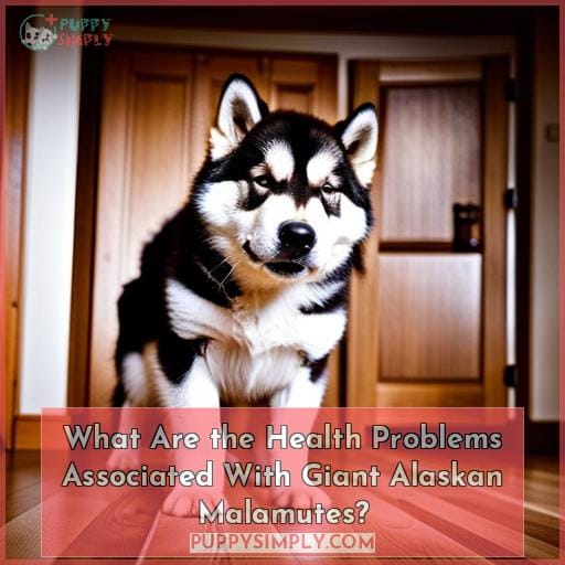 What Are the Health Problems Associated With Giant Alaskan Malamutes