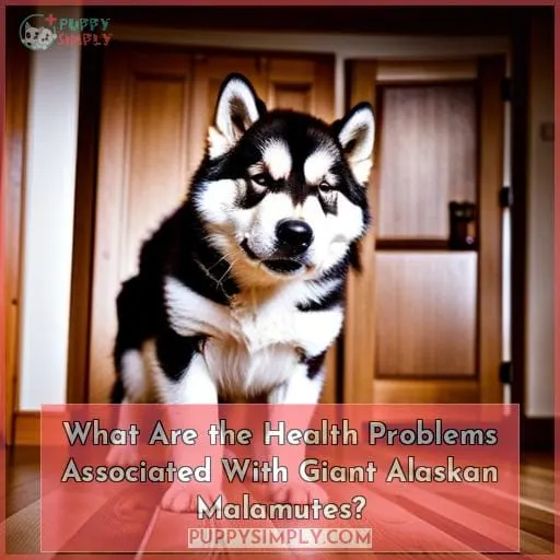 What Are the Health Problems Associated With Giant Alaskan Malamutes