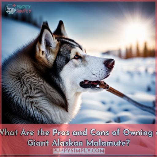What Are the Pros and Cons of Owning a Giant Alaskan Malamute