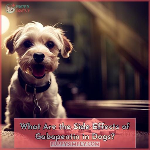 gabapentin overdose side effects in dogs