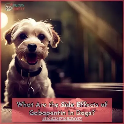 What Are the Side Effects of Gabapentin in Dogs