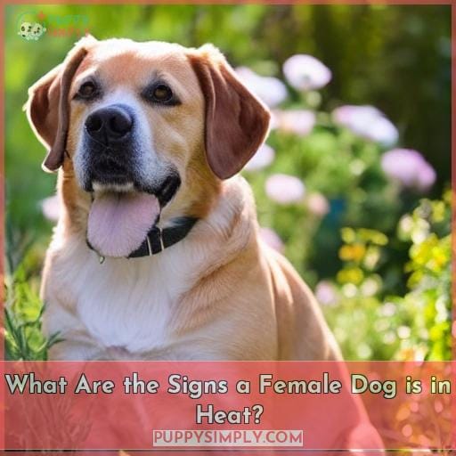 What Are the Signs a Female Dog is in Heat