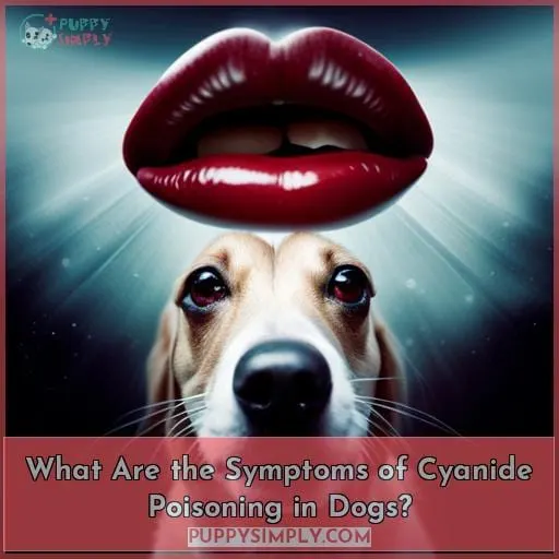 What Are the Symptoms of Cyanide Poisoning in Dogs