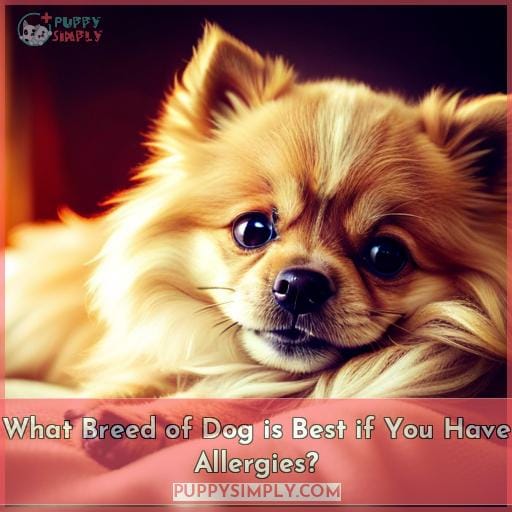 What Breed of Dog is Best if You Have Allergies