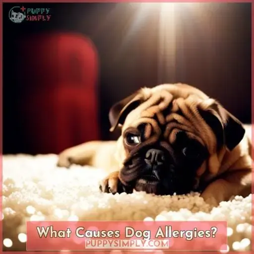What Causes Dog Allergies