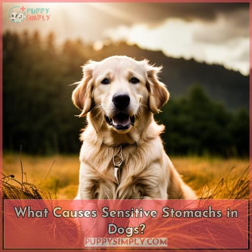 What Causes Sensitive Stomachs in Dogs