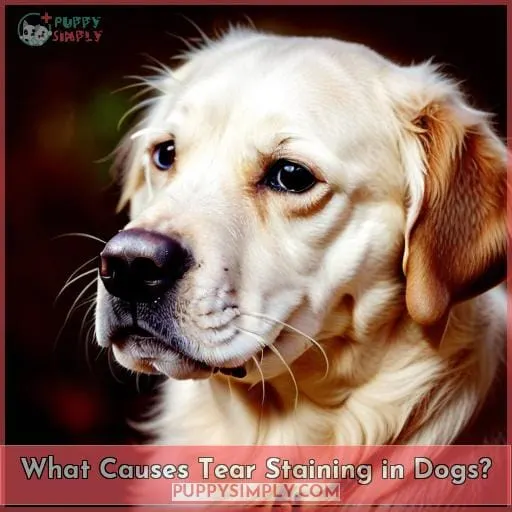 What Causes Tear Staining in Dogs