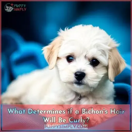 What Determines if a Bichon