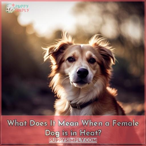 What Does It Mean When a Female Dog is in Heat