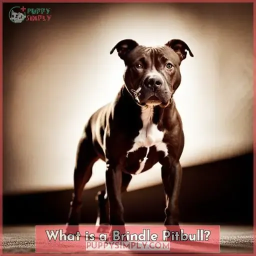 What is a Brindle Pitbull