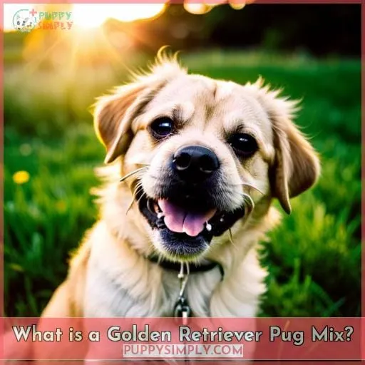 What is a Golden Retriever Pug Mix