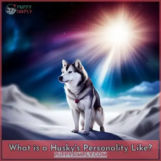 What is a Husky